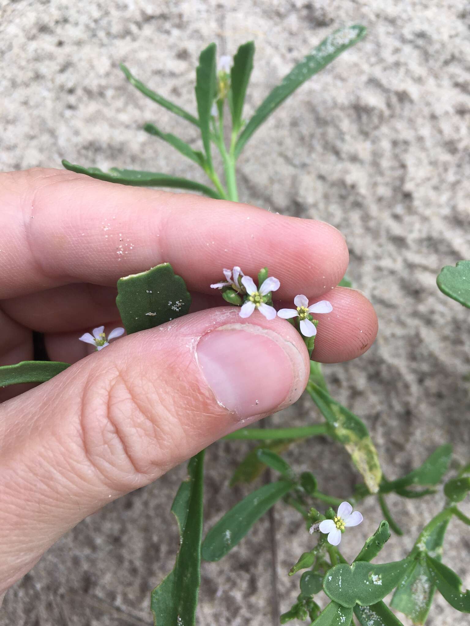 Cakile edentula var. lacustris的圖片