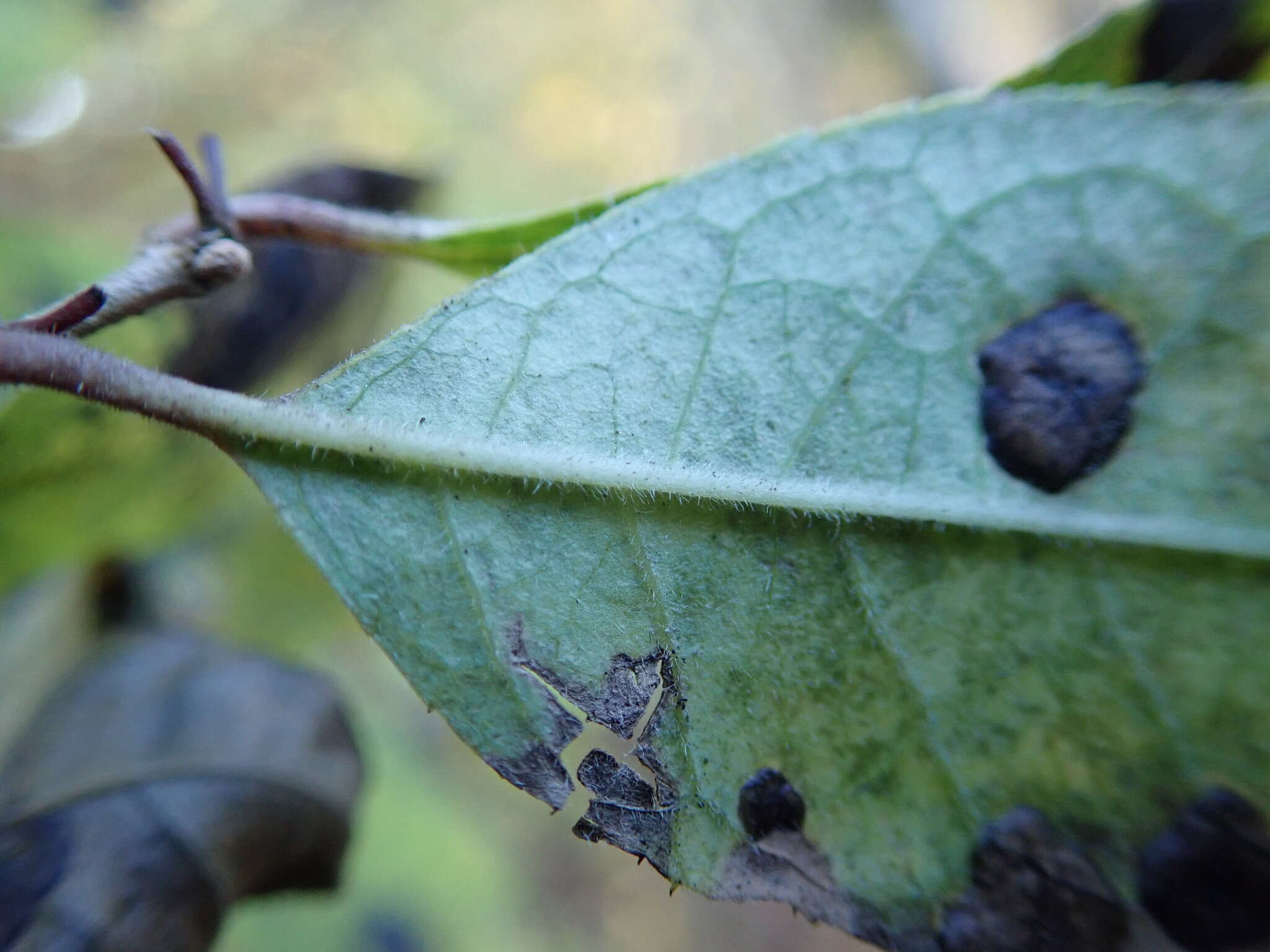 Image of Ilex serrata Thunb.