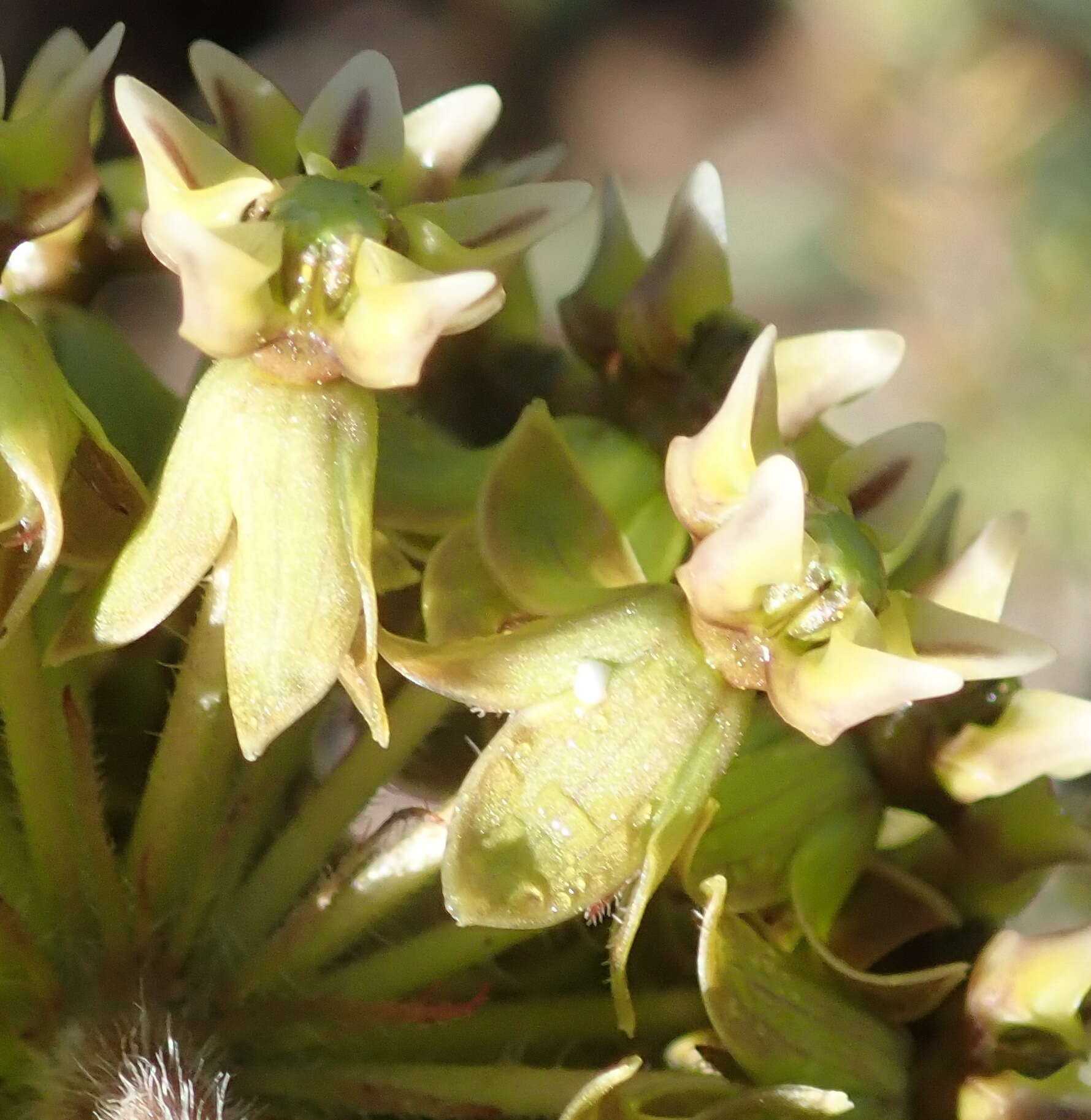 Asclepias crispa Berg.的圖片