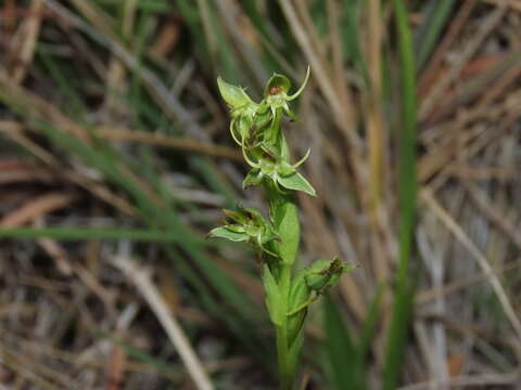 Image of Habenaria pumila Poepp.