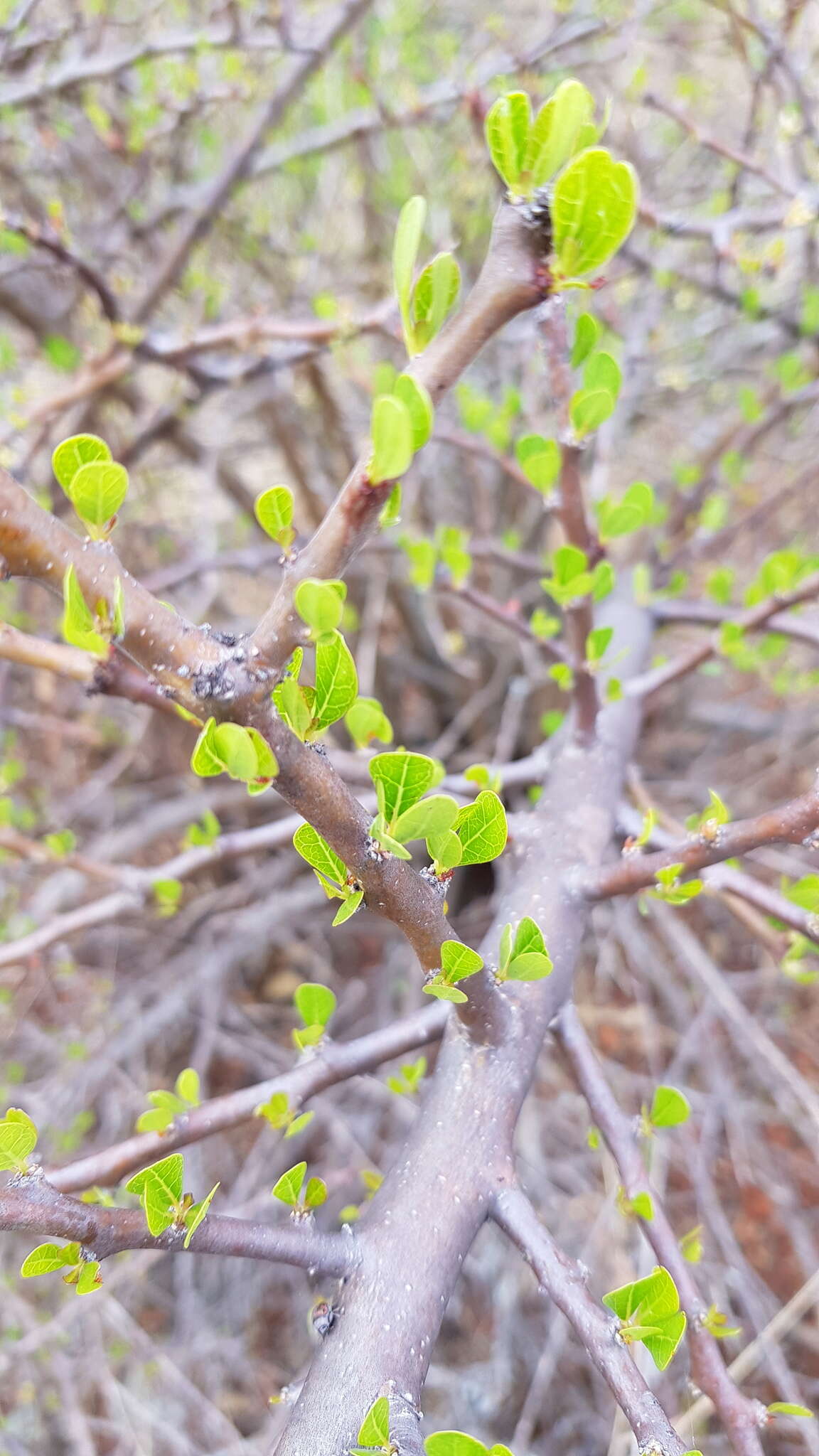 Image of Jatropha oaxacana J. Jiménez Ram. & R. Torres