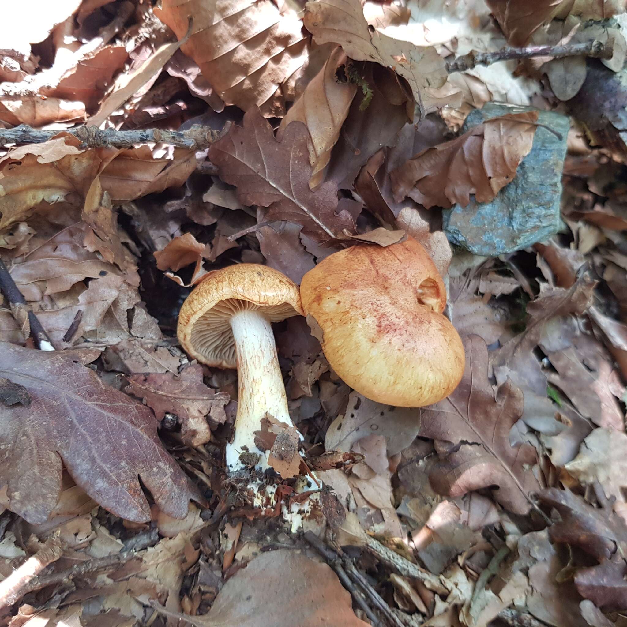 Imagem de Cortinarius rubicundulus (Rea) A. Pearson 1946