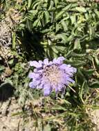 Image de Scabiosa lacerifolia Hayata