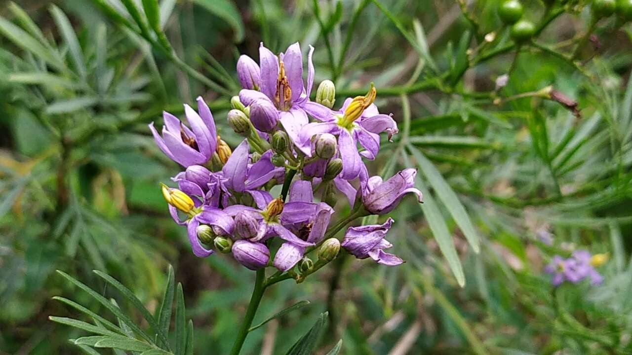 Слика од Solanum angustifidum Bitter