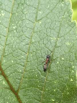 Image of Pseudomyrmex termitarius (Smith 1855)