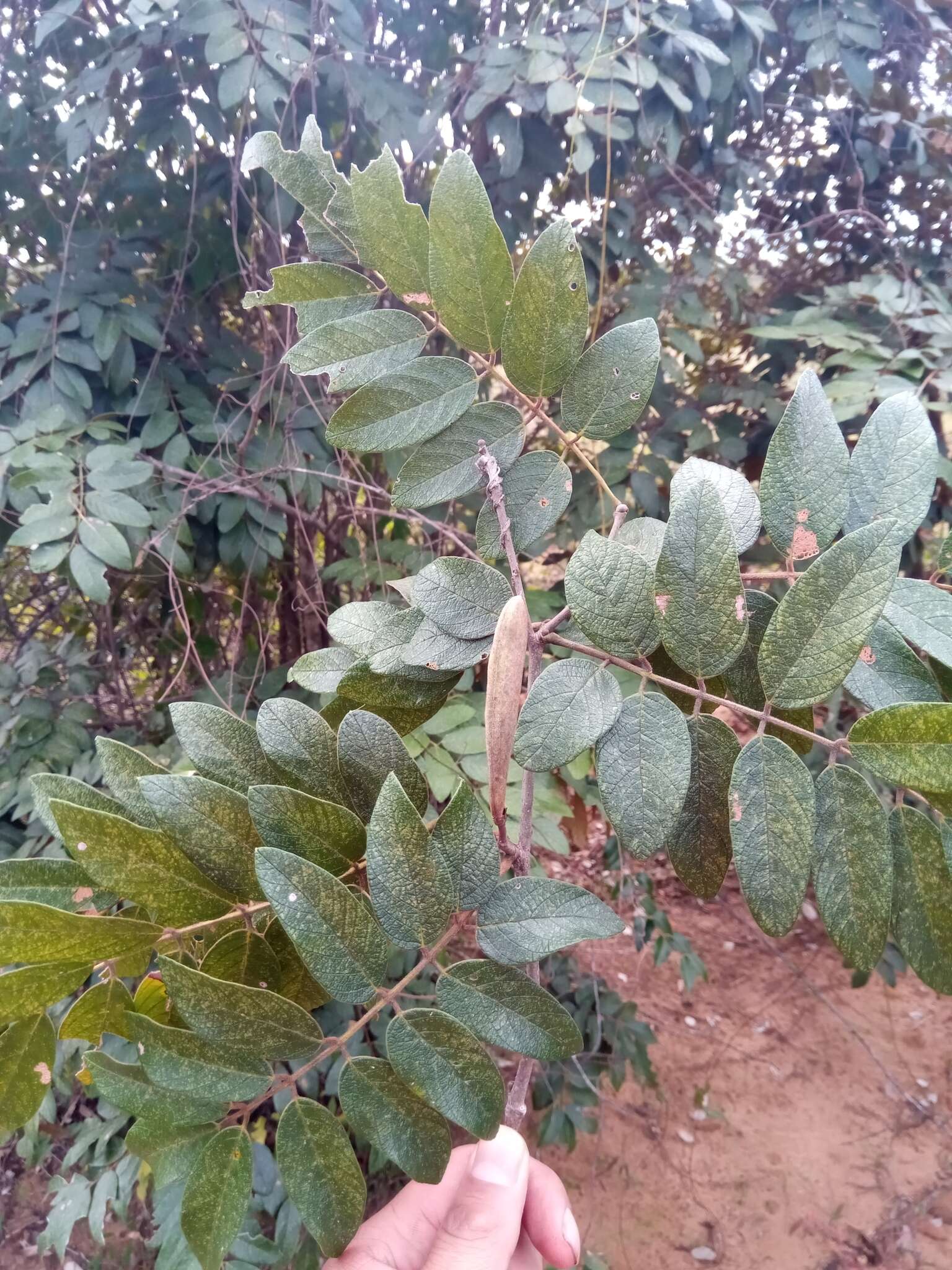 Слика од Millettia aurea (R. Vig.) Du Puy & Labat