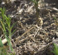 Image of Blue-legged Grasshopper