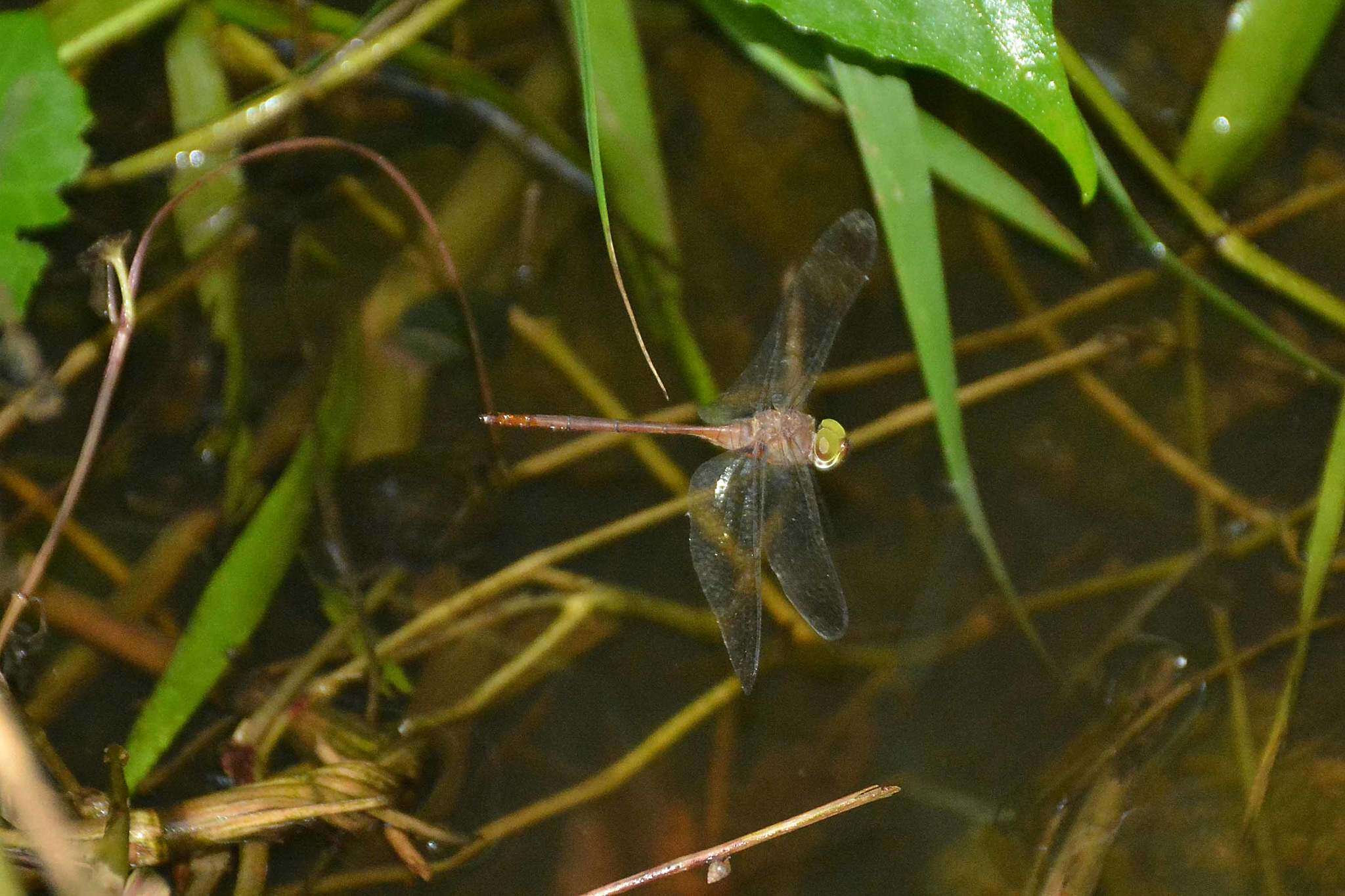 Image of Dingy Dusk-darter