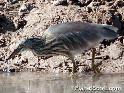 Image of Indian Pond Heron