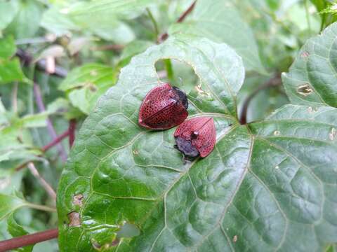 صورة Cyrtonota textilis (Boheman 1850)