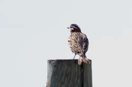 Image of Chestnut-collared Longspur