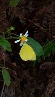 Image of <i>Eurema blanda arsakia</i>