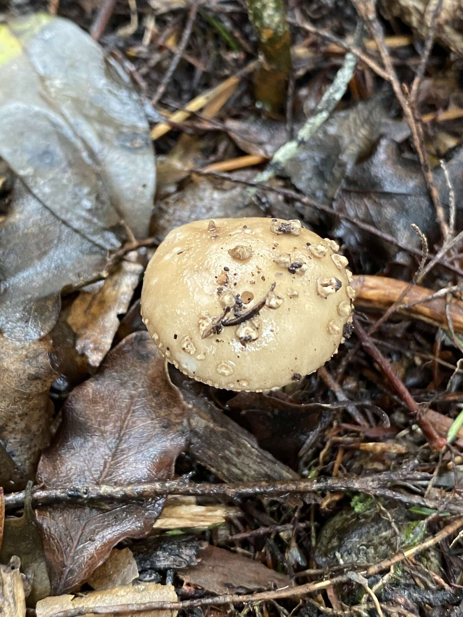 صورة Amanita australis G. Stev. 1962