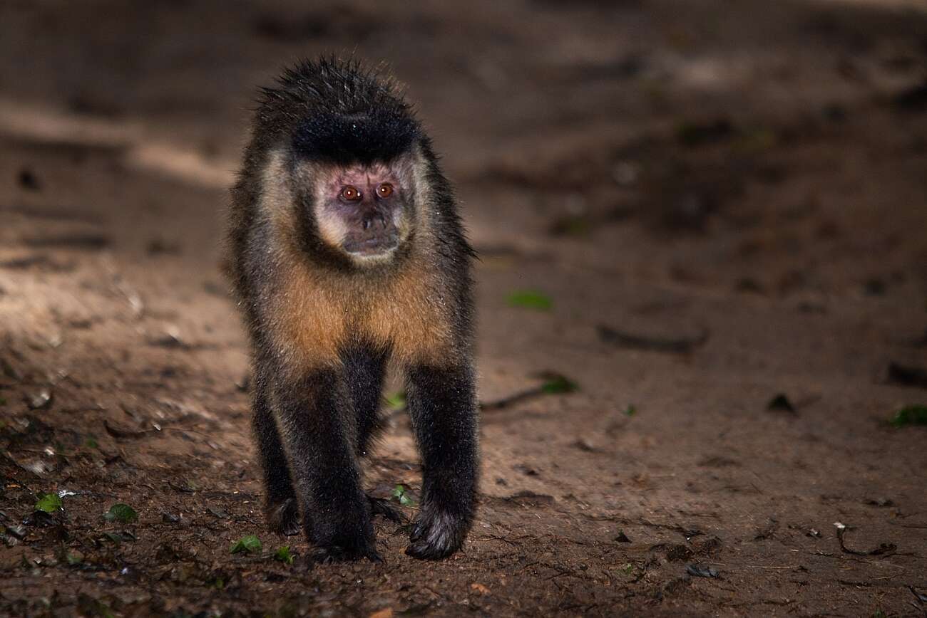 Image of Bearded Capuchin