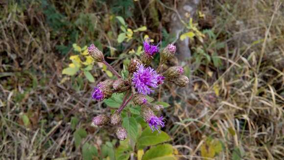 Image of Vernonia karvinskiana DC.