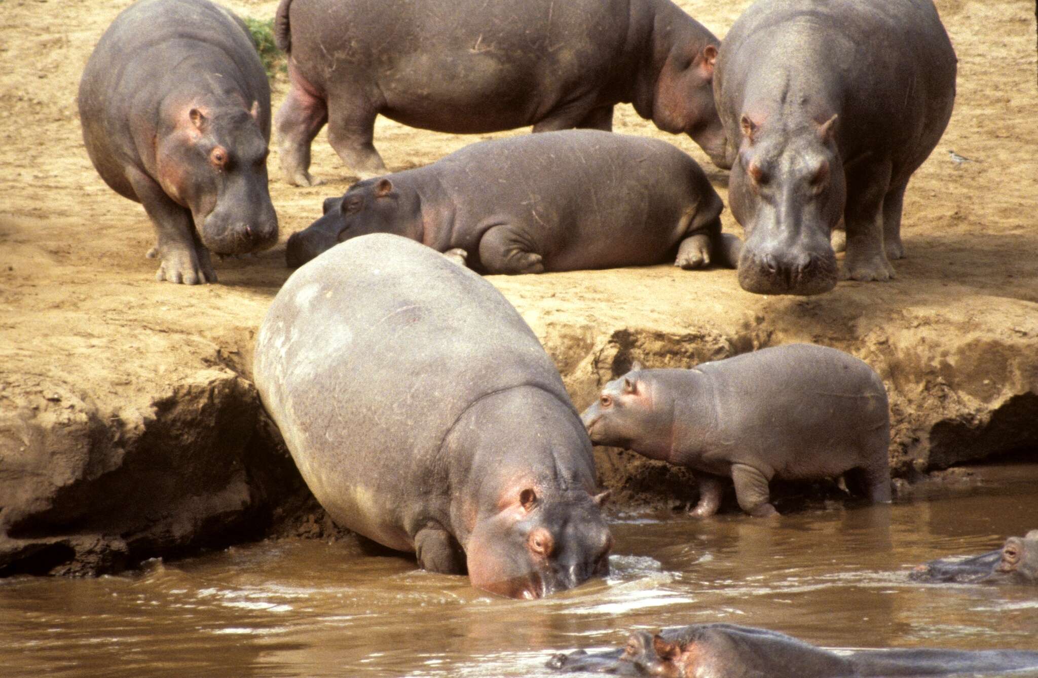 Image of Hippopotamus amphibius kiboko Heller 1914