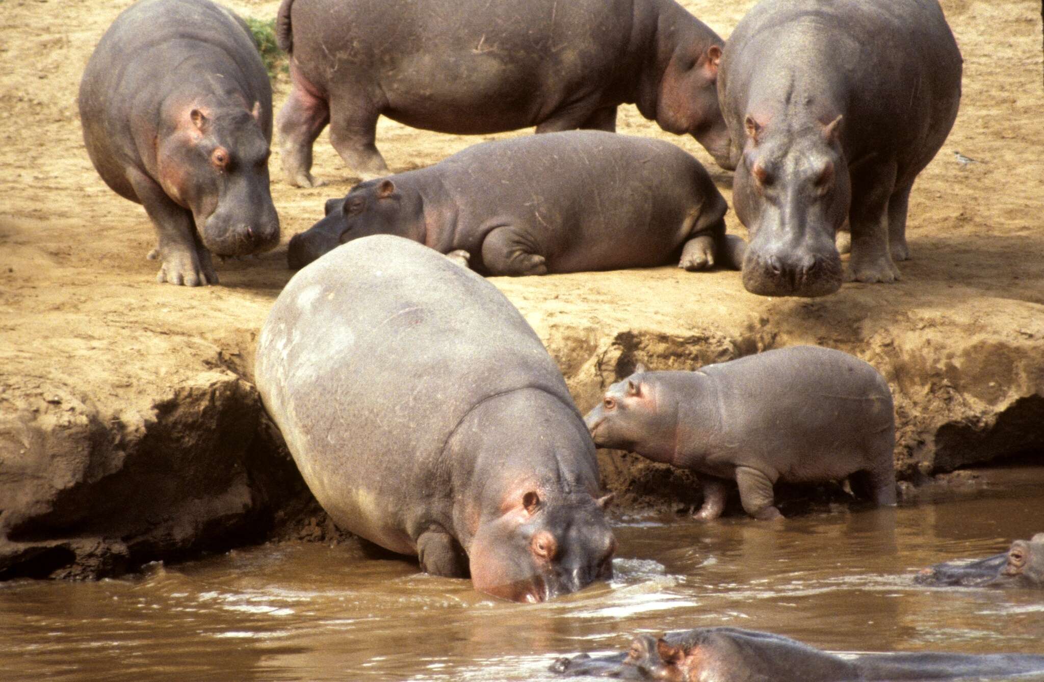 Hippopotamus amphibius kiboko Heller 1914 resmi