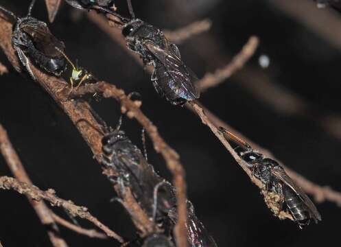 Imagem de Hylaeus ofarrelli Michener 1965