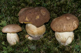 Image of Boletus huronensis A. H. Sm. & Thiers 1971