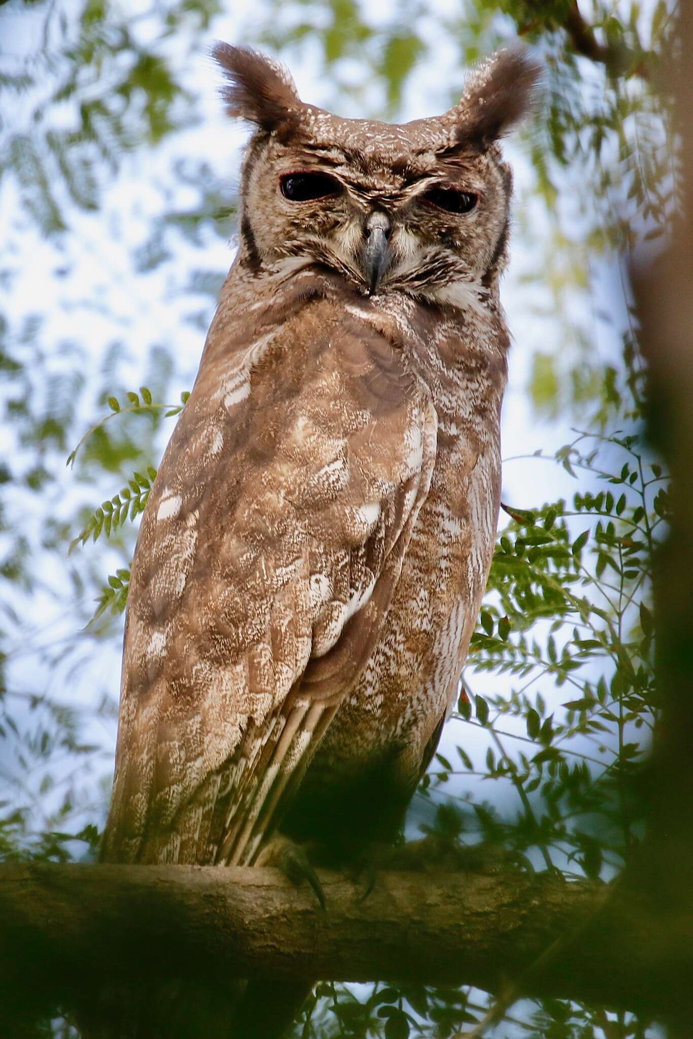 Image of Greyish Eagle-Owl