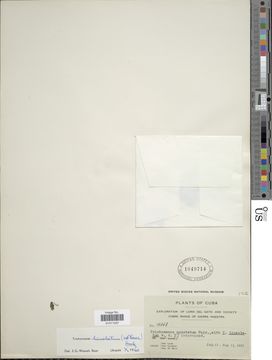 Image of <i>Didymoglossum lineolatum</i>