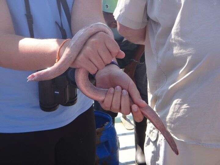 Image of Girard's hagfish