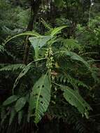 Image of Solanum anceps Ruiz & Pav.