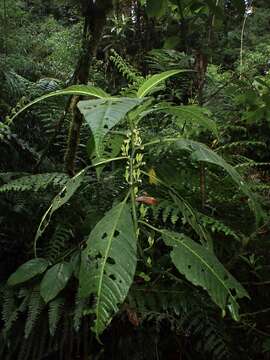 Image of Solanum anceps Ruiz & Pav.