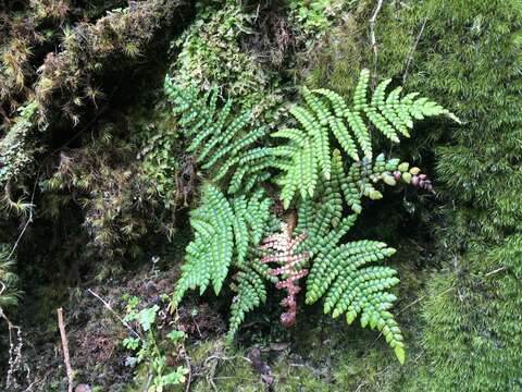Image of Forest Plume Fern