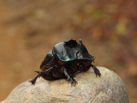 Image de Coprophanaeus gamezi Arnaud 2002