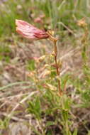 Слика од Penstemon fruticosus var. scouleri (Lindl.) Cronq.