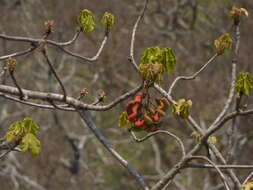 Imagem de Sterculia villosa Roxb.