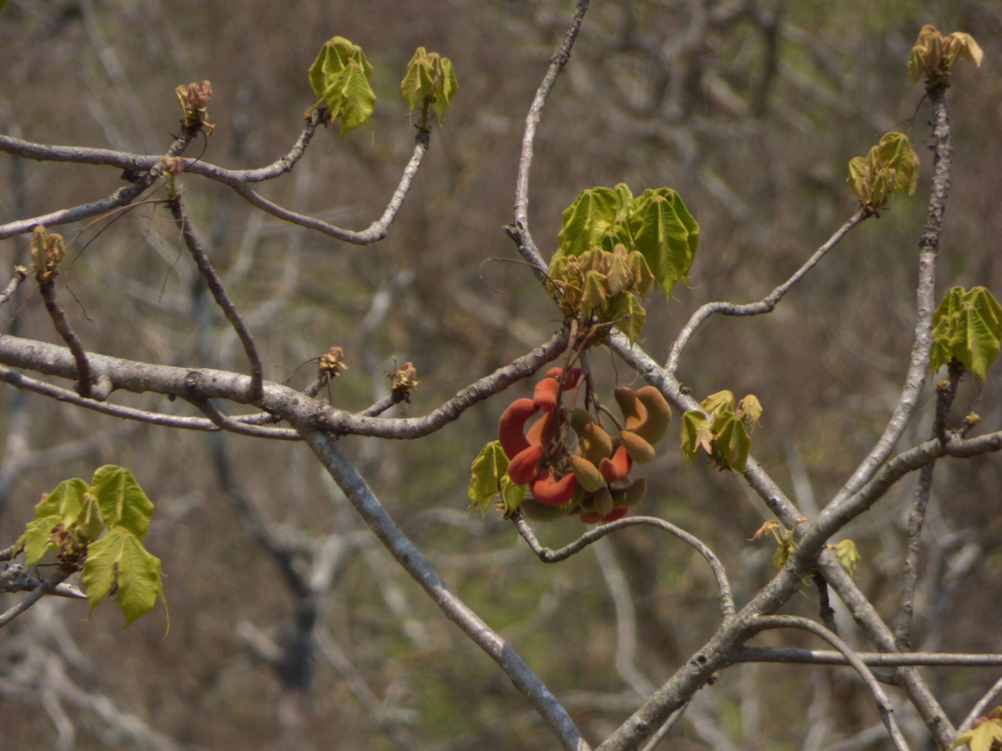 Image of Sterculia villosa Roxb.