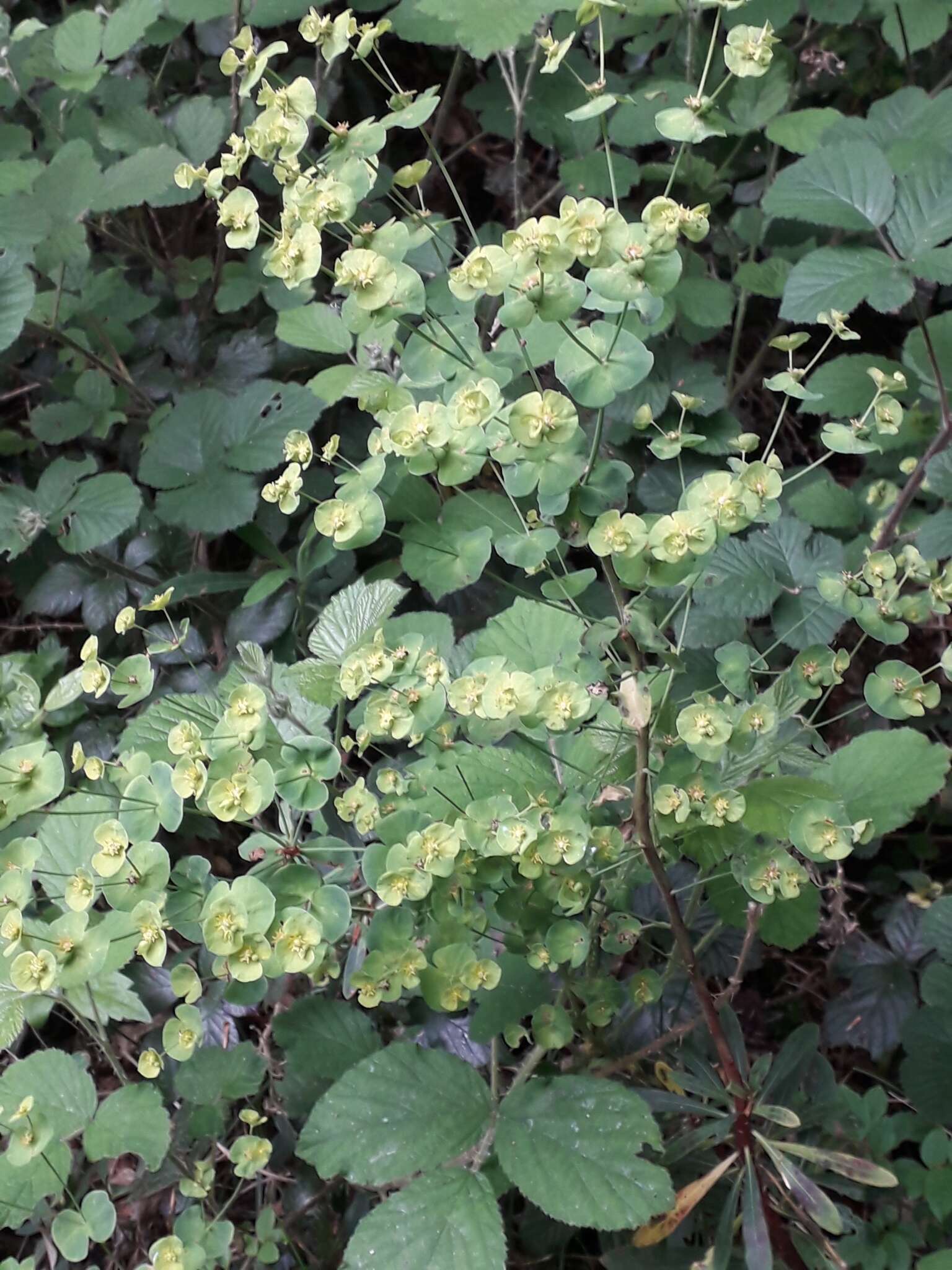 Image of Wood Spurge