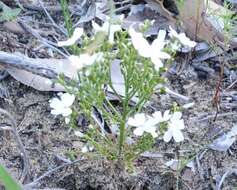 Image de Drosera stolonifera subsp. humilis (Planch.) N. Marchant