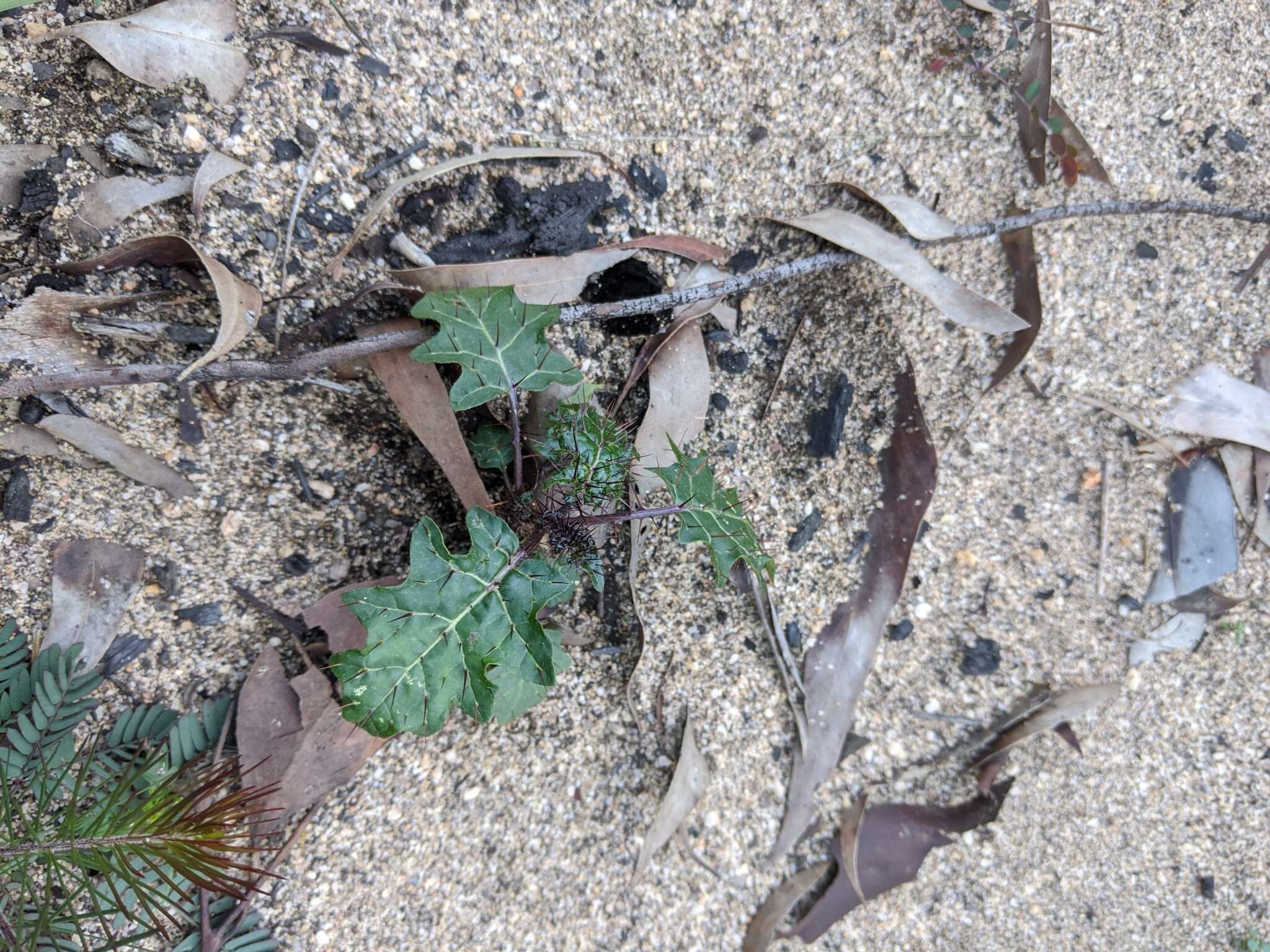 Image of Solanum prinophyllum Dun.