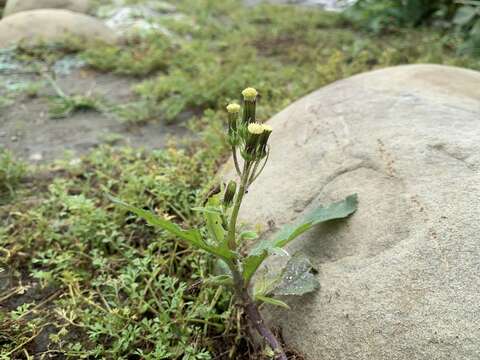 Image of American burnweed