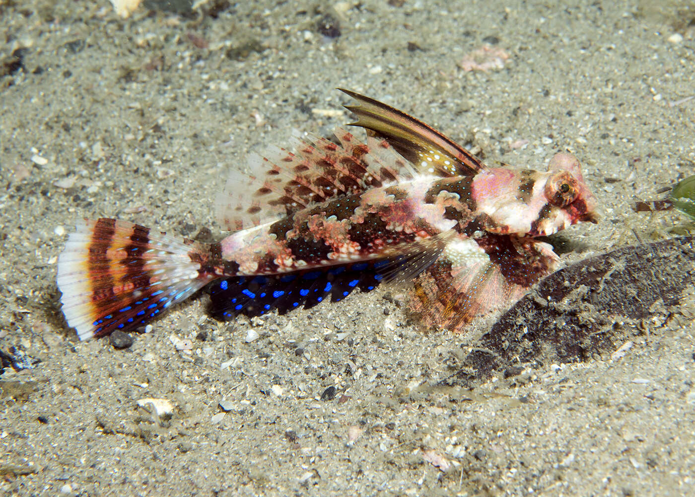 Image of Australian sailfin dragonet