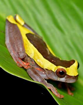 Image of Triangle Treefrog