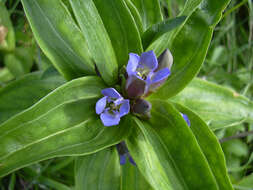 Image of Cross gentian