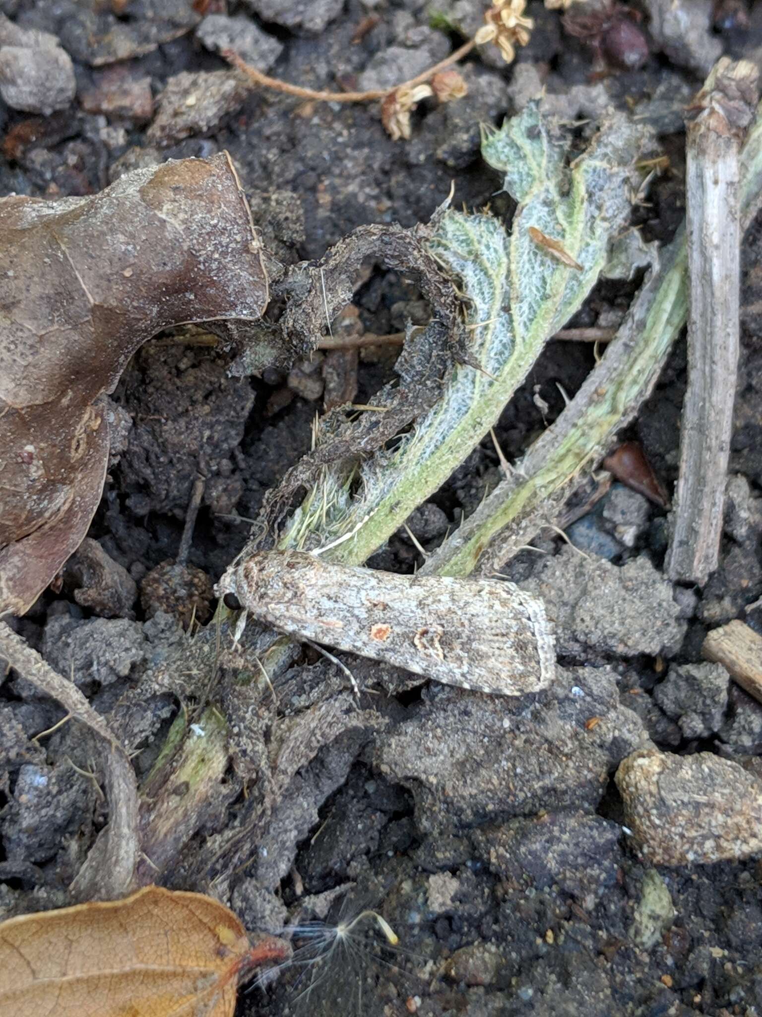 Image of beet armyworm