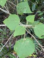 Image de Macaranga involucrata Baill.