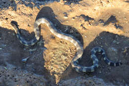 Image of North-western Mangrove Seasnake