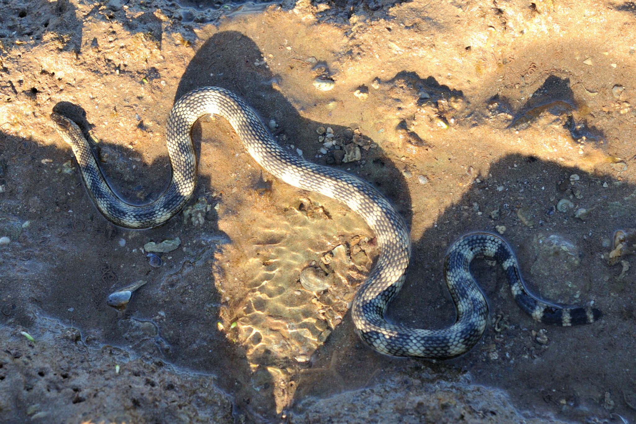 Image of North-western Mangrove Seasnake