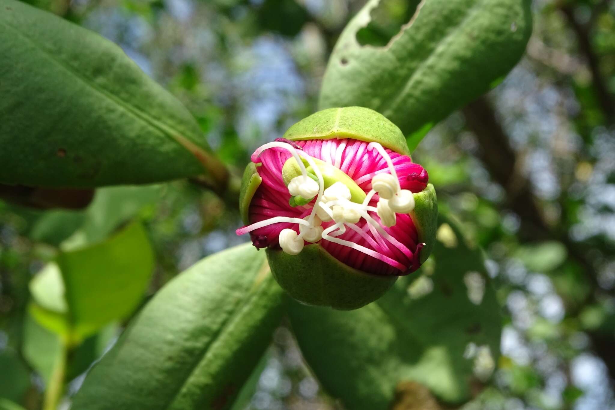 Image of Sonneratia caseolaris (L.) A. Engl.