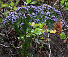 Image of Tree Sea-Lavender