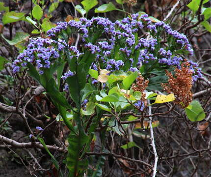 Image of Tree Sea-Lavender