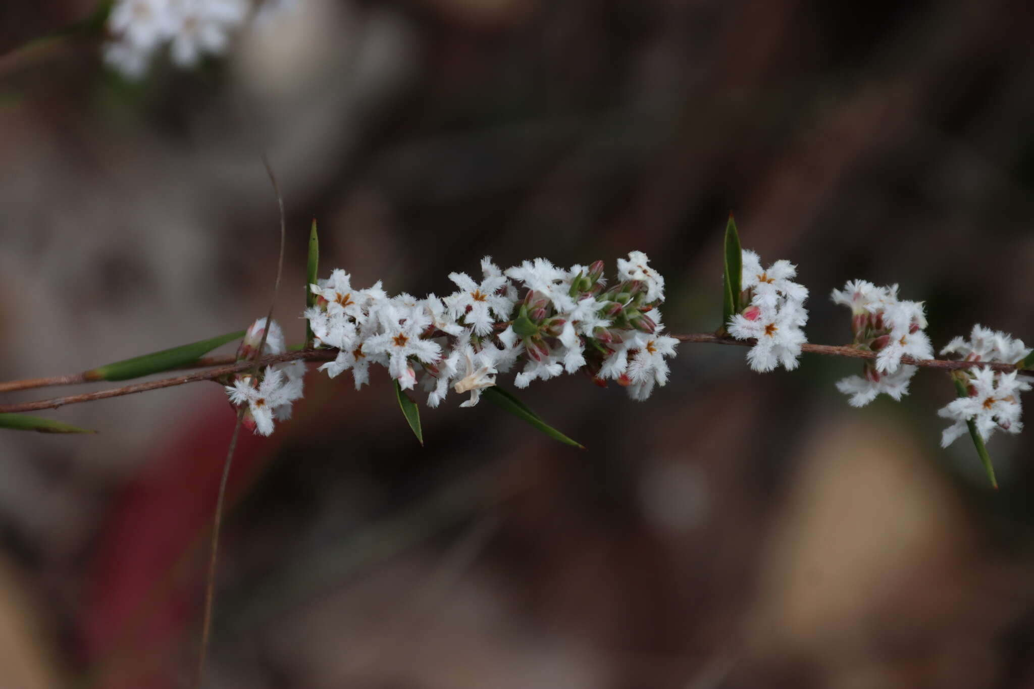 Image of Leucopogon virgatus var. virgatus