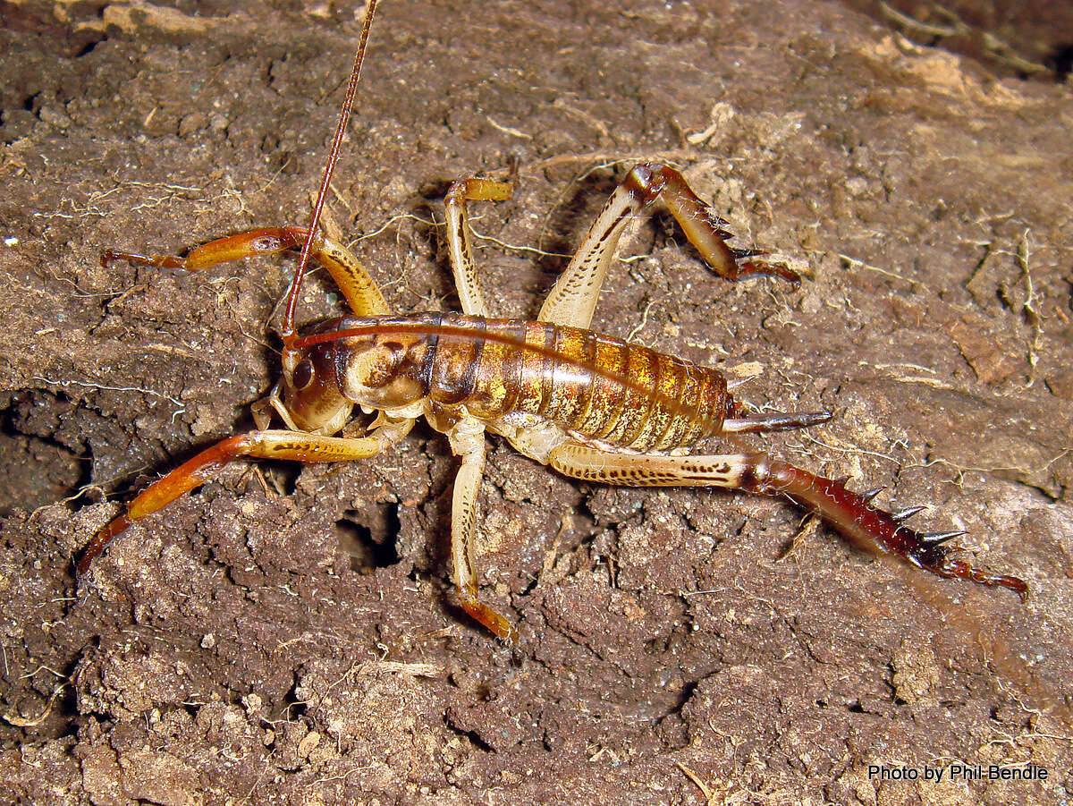 Image of Auckland tree weta