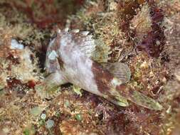 Image of Common scorpionfish